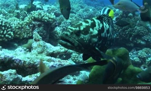 Camouflage Zackenbarsch, Epinephelus polyphekadion, grouper, among other fish species, in the sea.