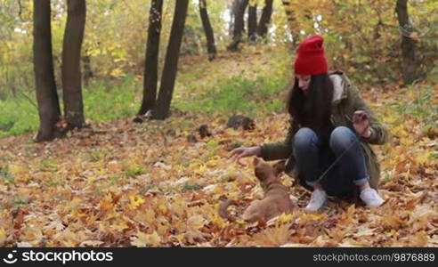 Charming hipster woman in red hat and parka spending leisure together with her adorable doggy in autumn park. Joyful young long brown hair woman and her dog playing with yellow fallen leaves in public park over amazing gold autumn background. Slo mo.