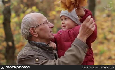 Cheerful handsome grandfather with cute grandchild playing with fallen maple leaves in public park. Adorable toddler boy and affectionate granddad having fun during a walk on warm autumn day in Indian summer. Slow motion.