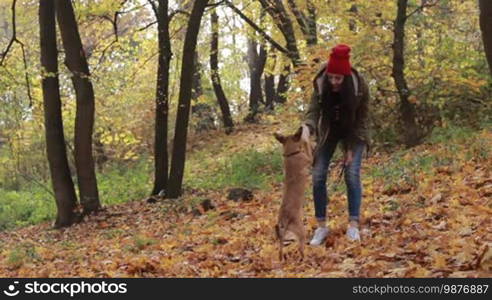 Cheerful hipster girl with long brown hair and her cute dog playing with yellow fallen leaves in the park over an amazing gold autumn background. Charming woman and her puppy having fun outdoors during Indian summer. Slow motion.