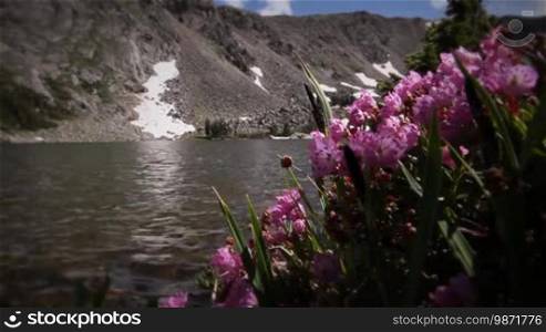 Classic High Mountain Wilderness Wildflowers and Alpine Lake. Themes of outdoors, nature, environment, seasons, summer, spring, tourism, destinations