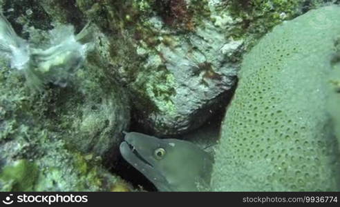 Close Up of Tropical Green Eel off the coast of Cape Verde