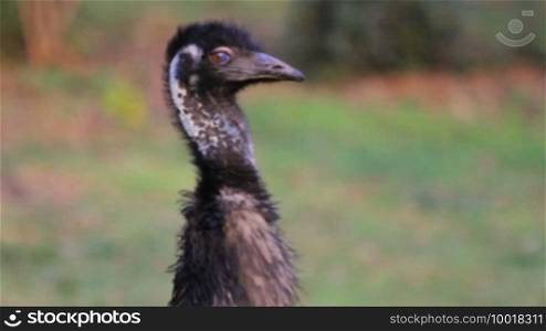 Close up on emu head, the largest bird native to Australia