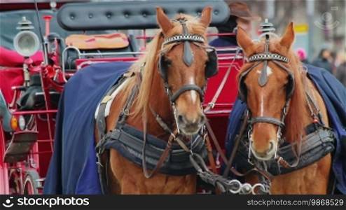 Close up on horses' head of chariot on Pariser Platz in Berlin