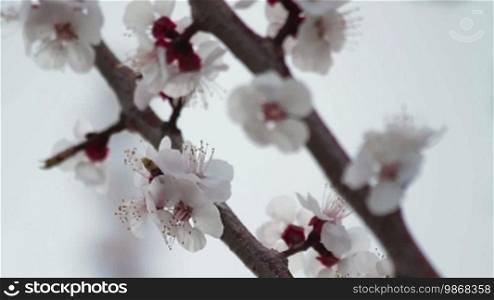 Close up on peach blooming twigs
