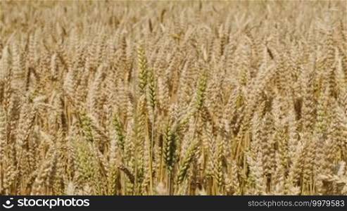 Close-up shot of a field of wheat swinging slowly in the wind