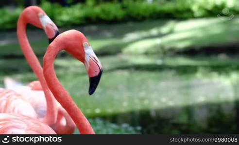 Close-up shot of American flamingos standing quietly, pond and green grass in the background