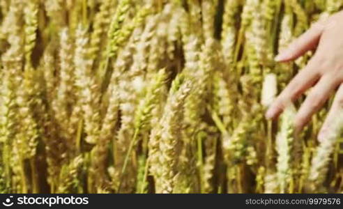 Close-up shot of female hand touching ripe wheat ears