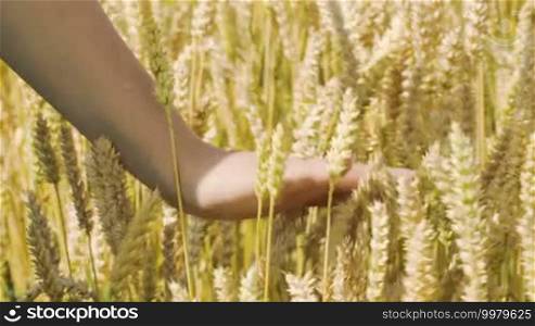 Close-up shot of woman walking in field and touching softly ripe wheat ears