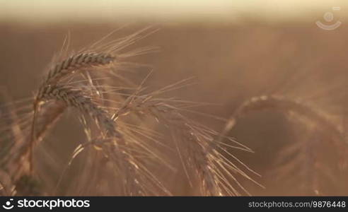 Closeup golden spikelets of wheat in rays of orange sunset. Selective focus. Golden ripened spikes of wheat in sunset light. Rich harvest and agriculture concept.