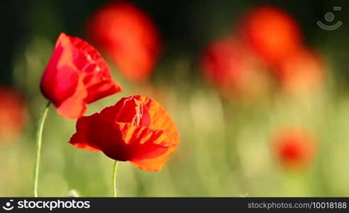 Closeup of the poppy flowers in springtime