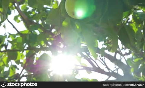 Closeup shot of a pear growing on the tree in a sunny day, hand of an unseen person is picking it off.