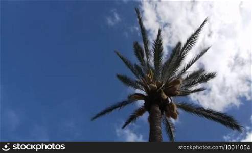 Clouds move fast over a palm, sun gives some rays to the end.