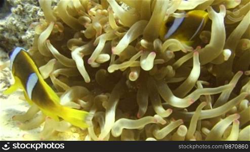 Clownfish in an anemone.