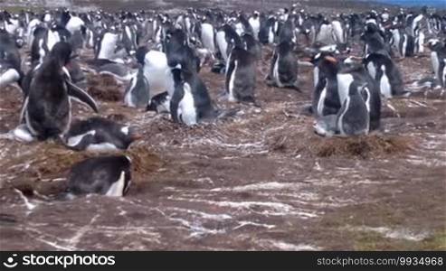 Colony of Gentoo penguins (Pygoscelis papua) at Volunteer Point, Falkland Islands