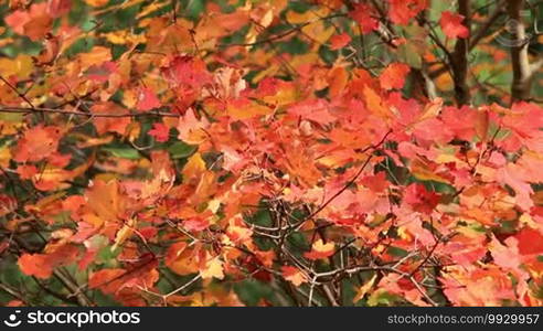 Colorful autumn maple leaves