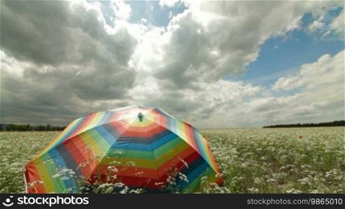 Colorful umbrella in a summer field