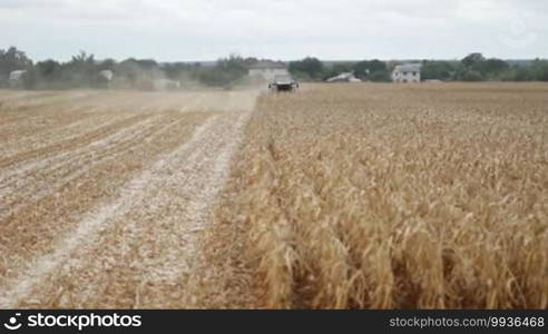 Combine harvester gathering maize corn on a farm field