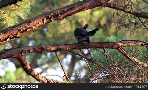 Common Wood Pigeon