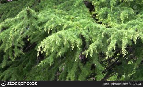 Conifer Needle Branch.