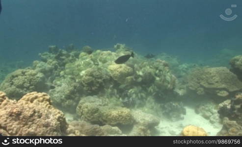 Convict surgeonfish, (Acanthurus triostegus) in a school