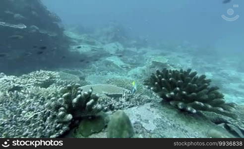 Coral reef and tropical fish at Seychelles, Indian Ocean