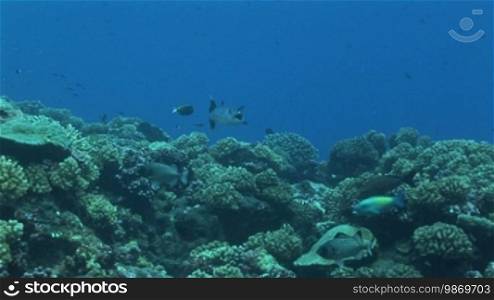 Corals, various fish species, and barracuda, Sphyraena genie, in the sea