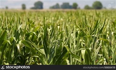Corn stalks swaying in the wind