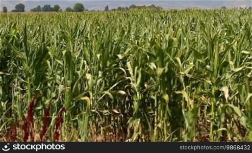 Corn stalks swaying in the wind