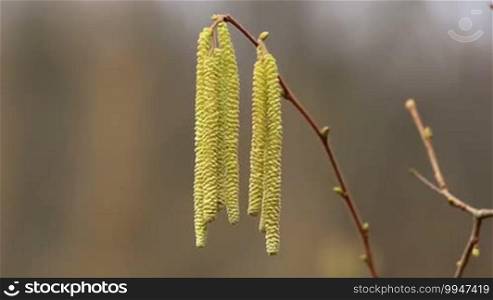 Corylus avellana, Hazelnoot male flowers