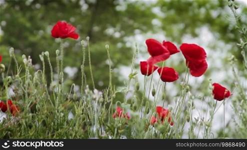 Countryside shot with red poppy flowers and trees in the background