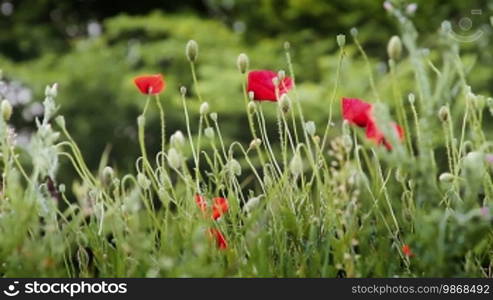 Countryside shot with red poppy flowers and trees in the background