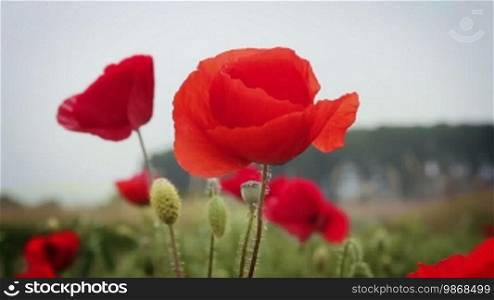 Countryside shot with red poppy flowers and trees in the background