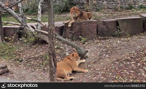 Couple of African lions resting in autumn zoo aviary, lioness is pregnant