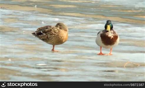 Couple of ducks stand on the melting ice of the lake