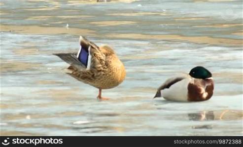 Couple of ducks stand on the melting ice of the lake