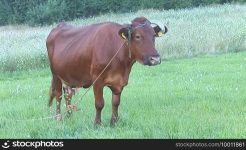 Cow with ear tag in the pasture