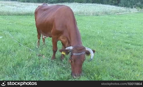 Cow with ear tag in the pasture