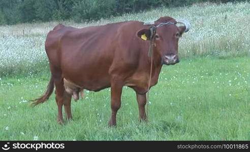 Cow with ear tag in the pasture