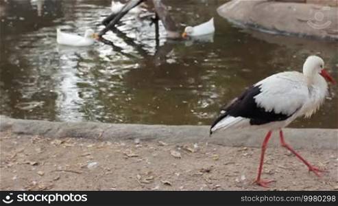 Crane goes by shore of pond with ducks
