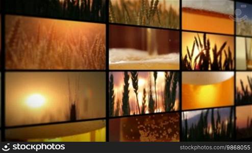 Crops of barley and fresh beer - montage