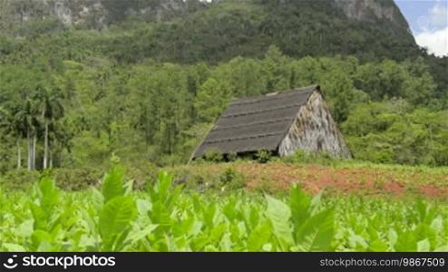 Cuban natural landscape, view of tobacco plantation and mountains in Vinales, Vinales, Cuba. Sequence
