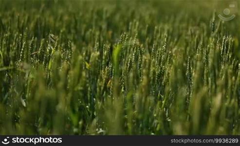 Cute girl is walking in green wheat field with open arms. Lovely blonde raising her arms up, standing in the middle of the field and playing with her long hair in the wind