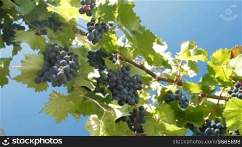 Dark Blue Grapes On The Vine Against Blue Sky