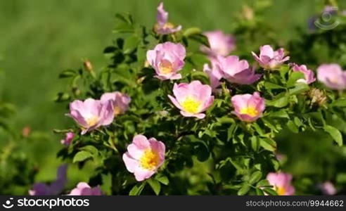 Dog rose bush in the wind