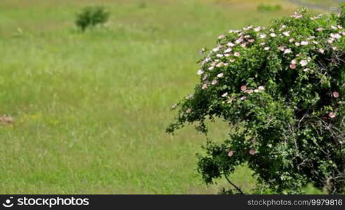 Dog rose bush in the wind