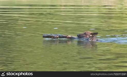 Dog swimming