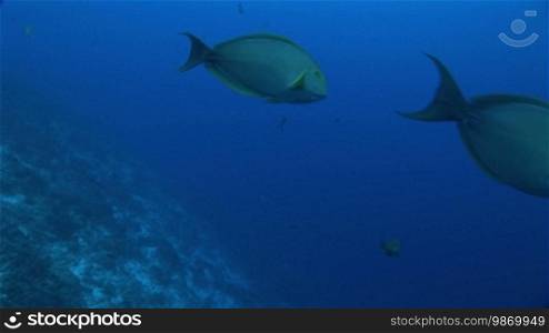 Doktorfisch, surgeonfish at the coral reef