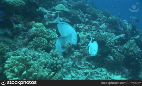 Doktorfische, surgeonfish at the coral reef