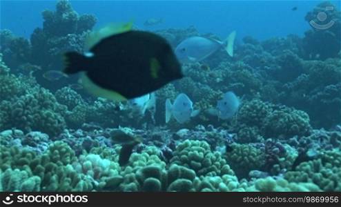 Doktorfische, surgeonfish at the coral reef